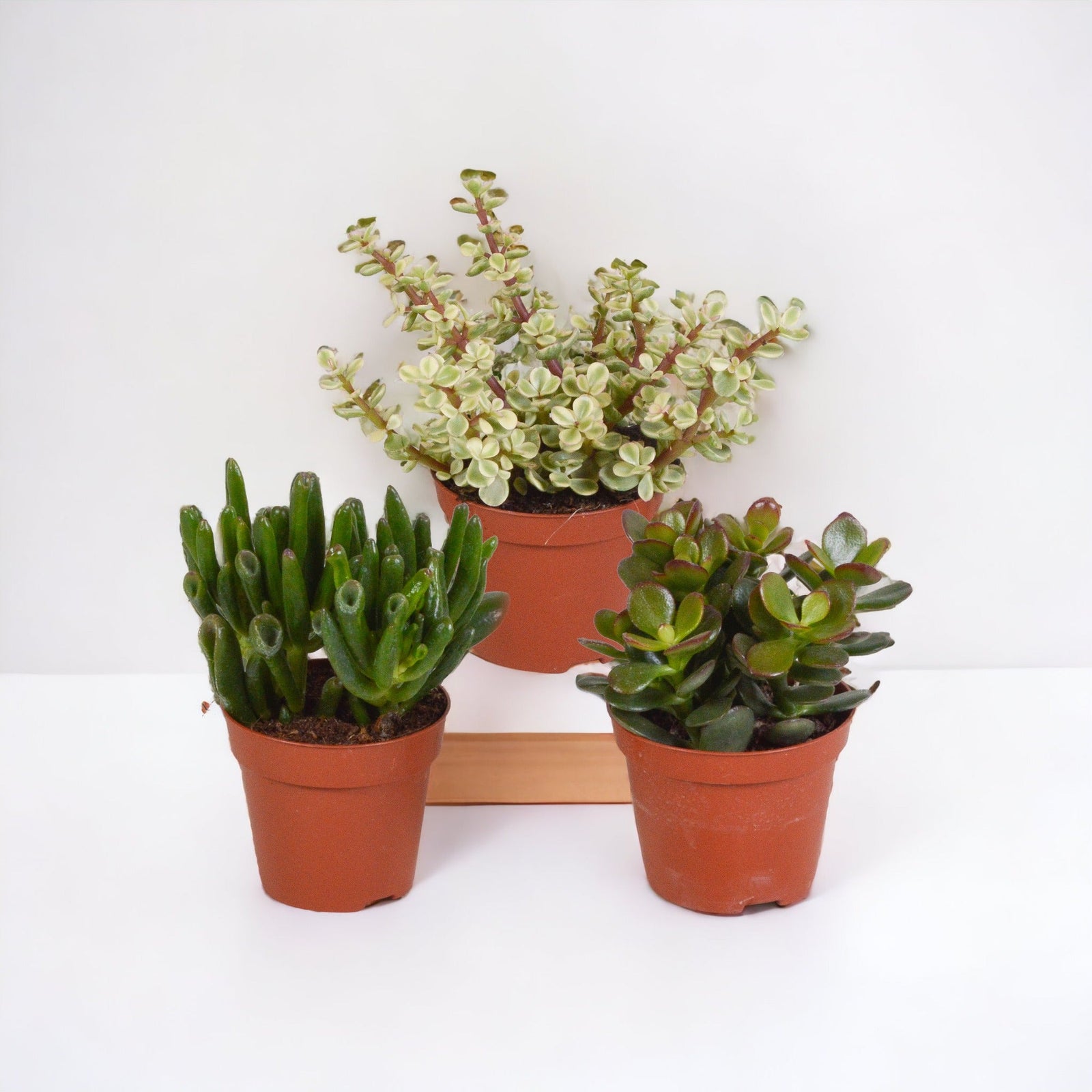 Entretien - Crassula Jade: Guide pratique - La Green Touch