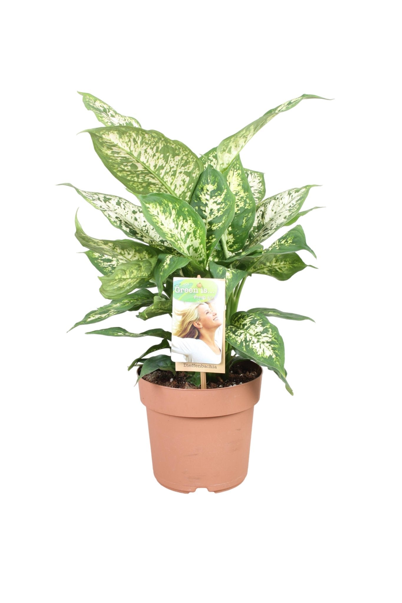 Entretien - Dieffenbachia Compacta: Guide pratique - La Green Touch