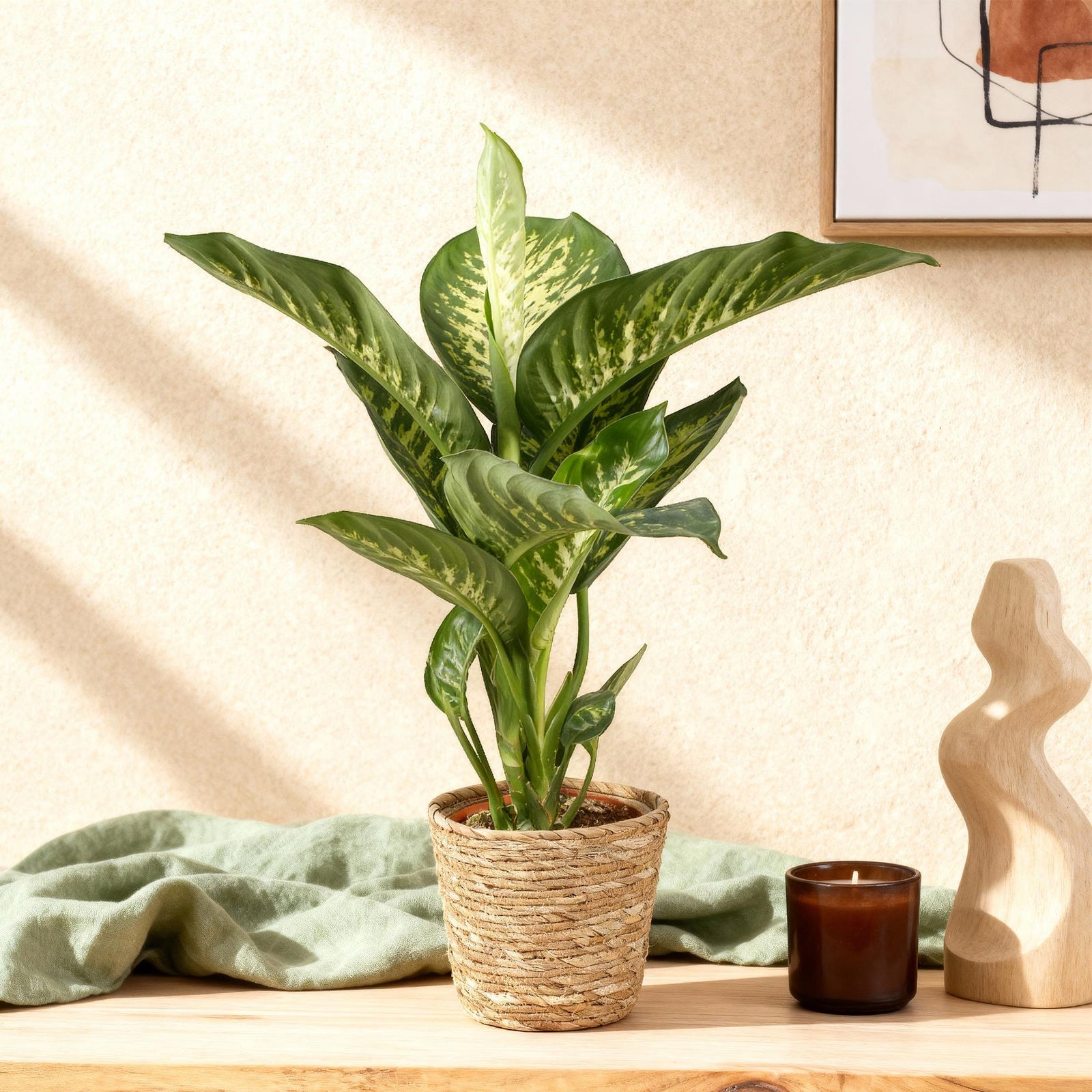 Entretien - Dieffenbachia Tropic Snow: Guide pratique - La Green Touch