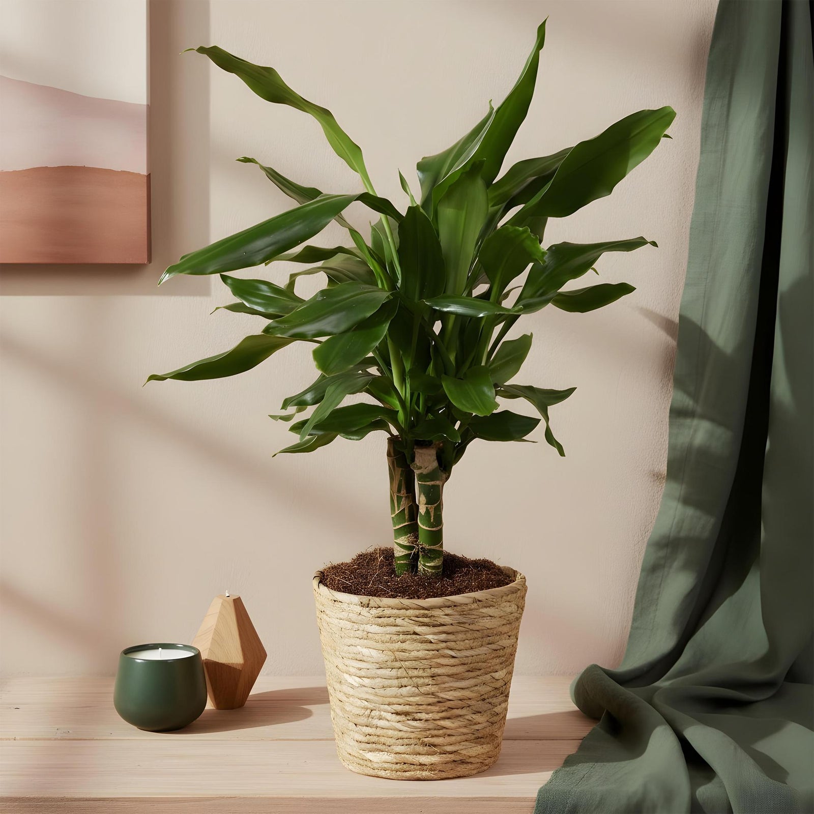 Entretien - Dracaena Steudneri: Guide pratique - La Green Touch