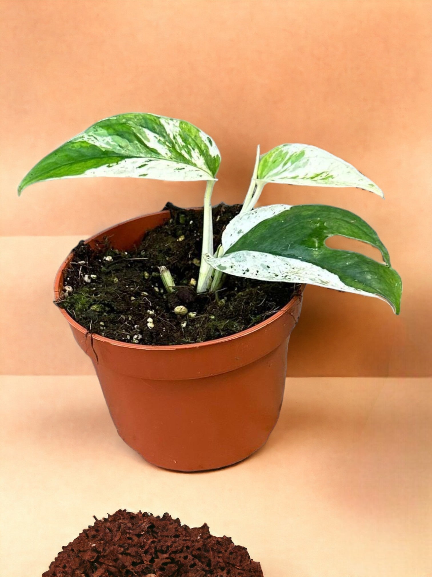Entretien - Epipremnum Marble Variegata: Guide pratique - La Green Touch