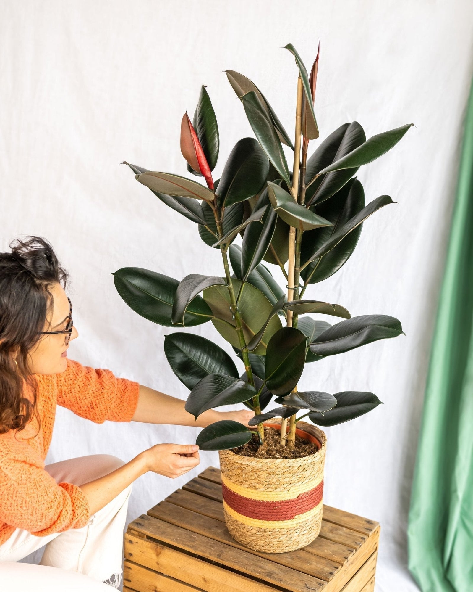Entretien - Ficus Abidjan: Guide pratique - La Green Touch