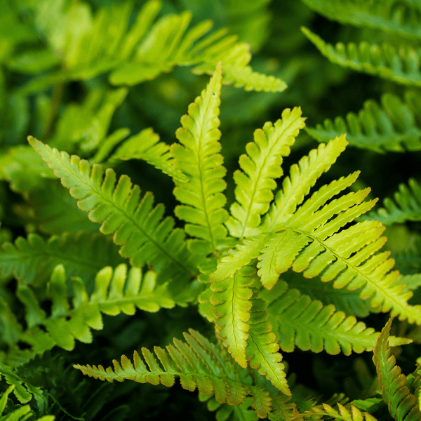 Entretien - Fougère À Peigne (Polystichum setiferum) : Guide pratique - La Green Touch