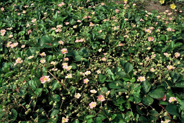 Entretien - Fraisier Des Bois (Fragaria vesca) : Guide pratique - La Green Touch