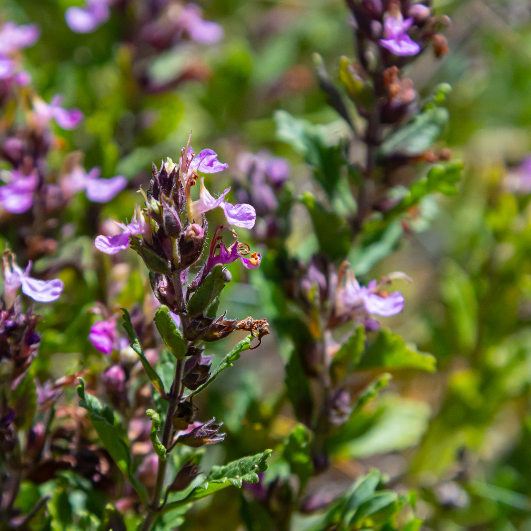 Entretien - Germandrée Luisante (Teucrium lucidrys) : Guide pratique - La Green Touch
