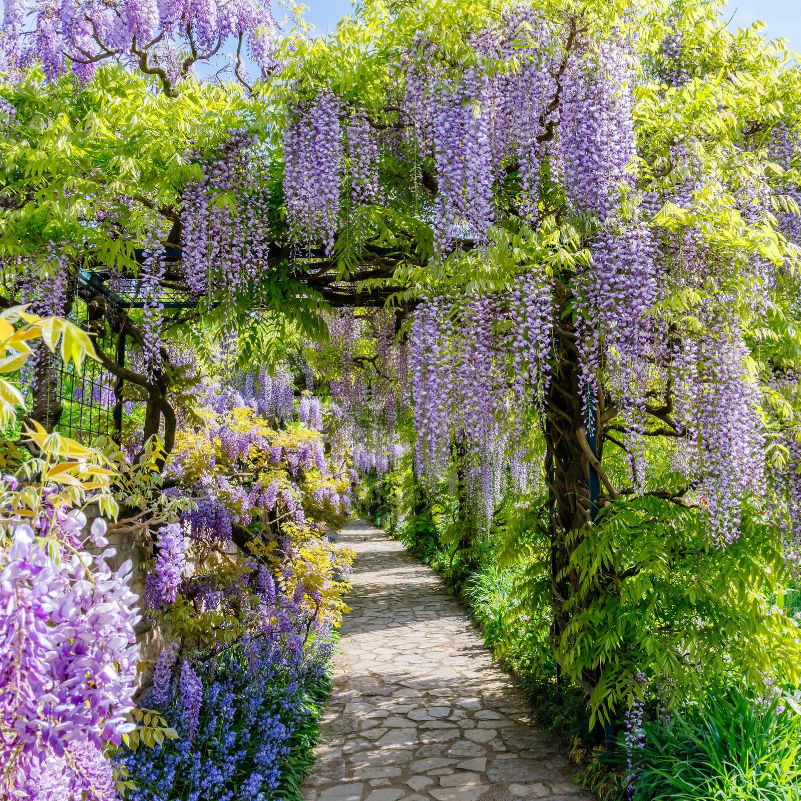 Entretien - Glycine De Chine (Wisteria sinensis) : Guide pratique - La Green Touch