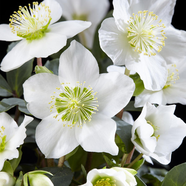 Entretien - Hellébore (Helleborus niger) : Guide pratique - La Green Touch