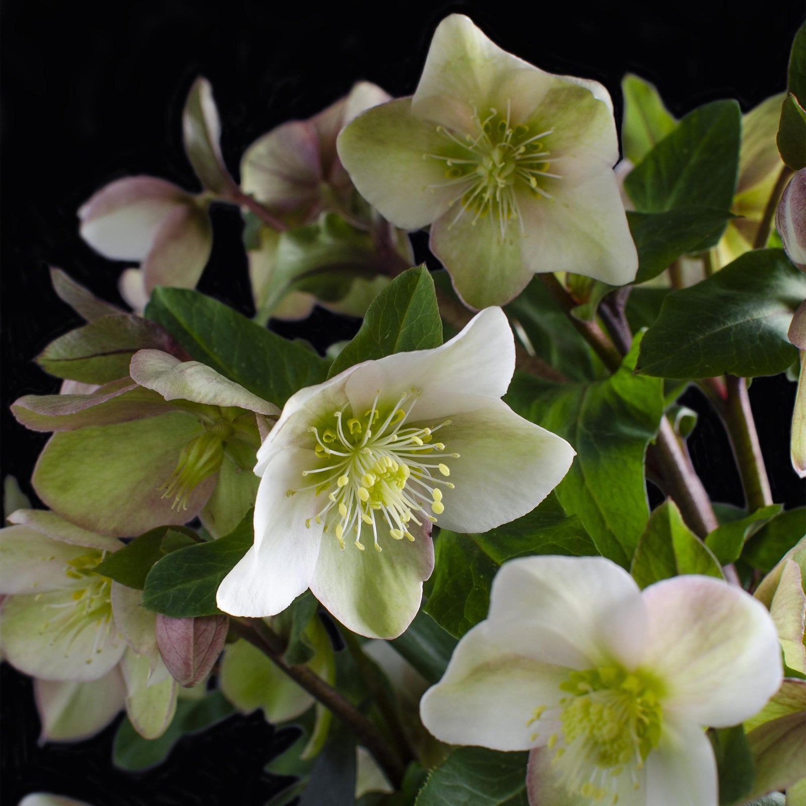 Entretien - Hellébore (Helleborus x hybridus) : Guide pratique - La Green Touch