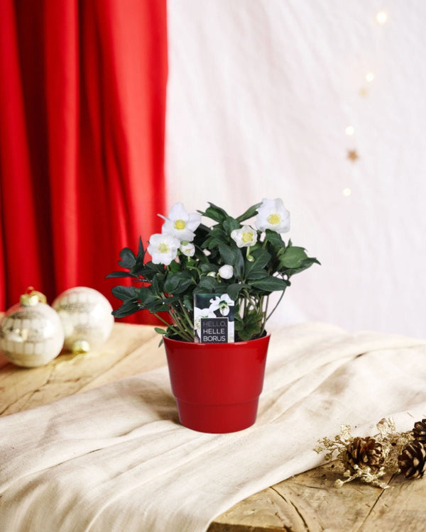 Entretien - Helleborus Hellebore: Guide pratique - La Green Touch