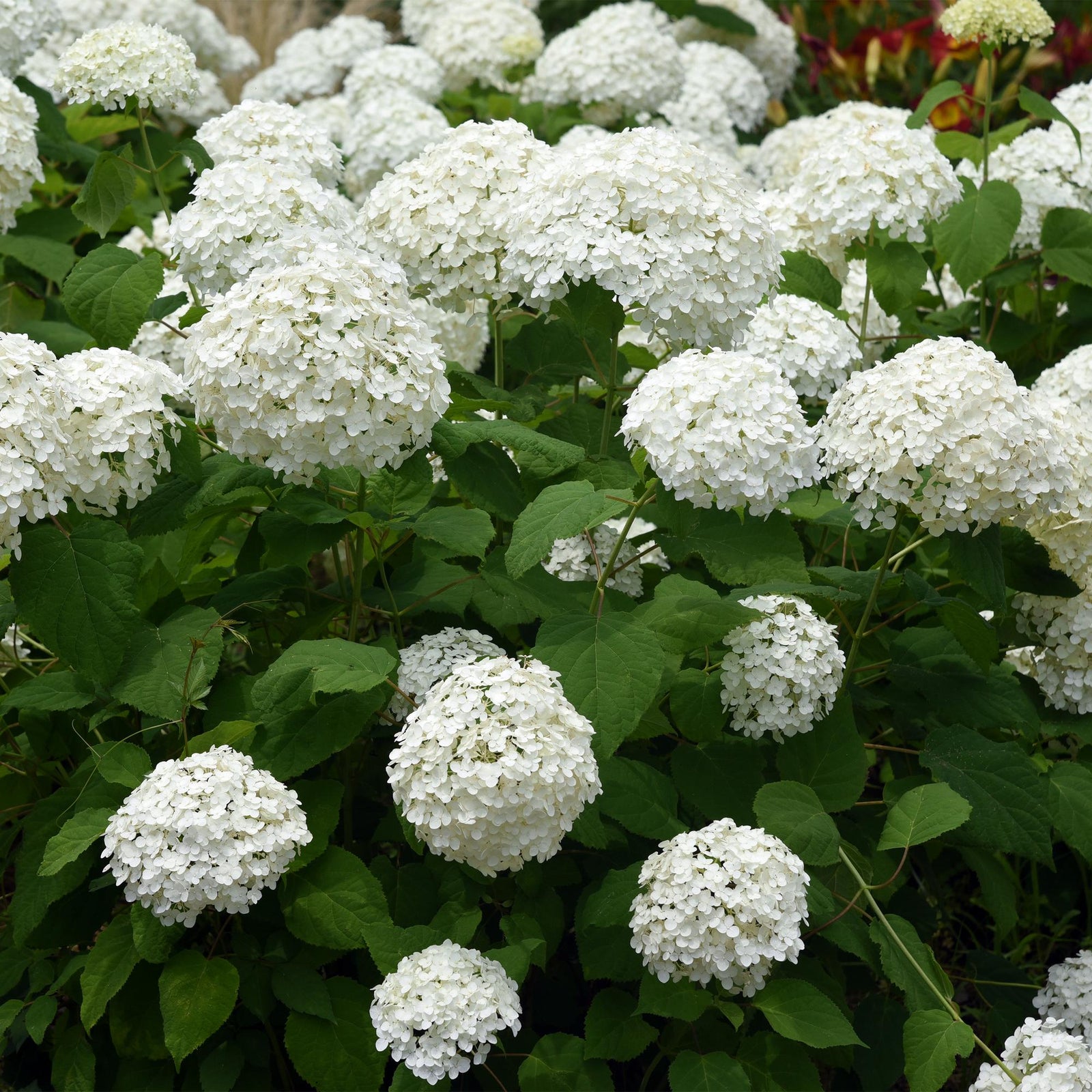 Entretien - Hortensia (Hydrangea arborescens) : Guide pratique - La Green Touch