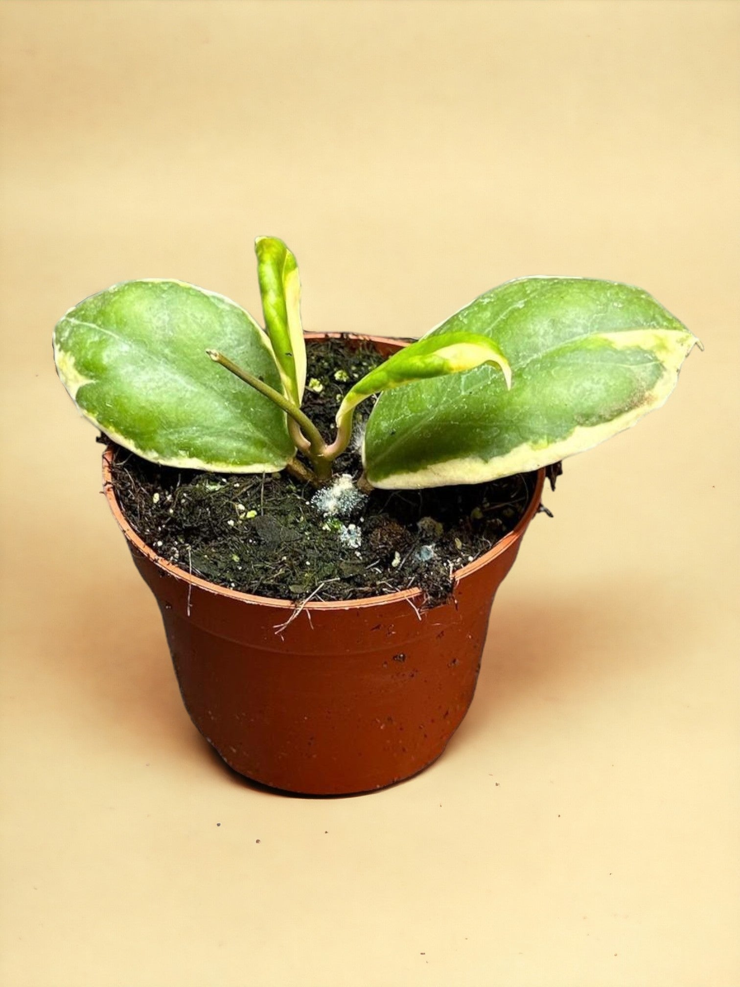 Entretien - Hoya Incrassata Variegata: Guide pratique - La Green Touch