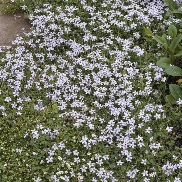 Entretien - Isotome Rampante (Isotoma fluviatilis) : Guide pratique - La Green Touch