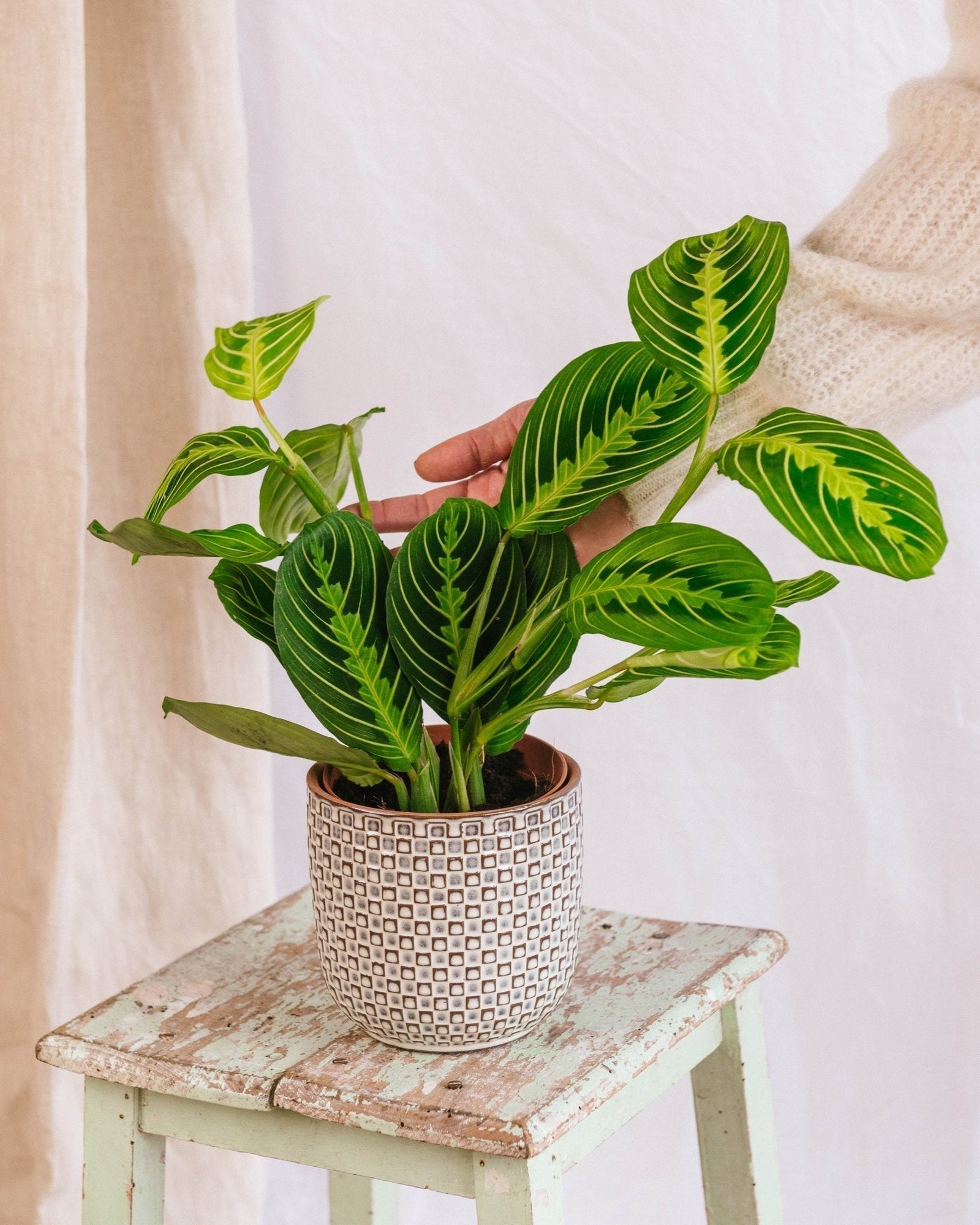 Entretien - Maranta Lemon Lime: Guide pratique - La Green Touch