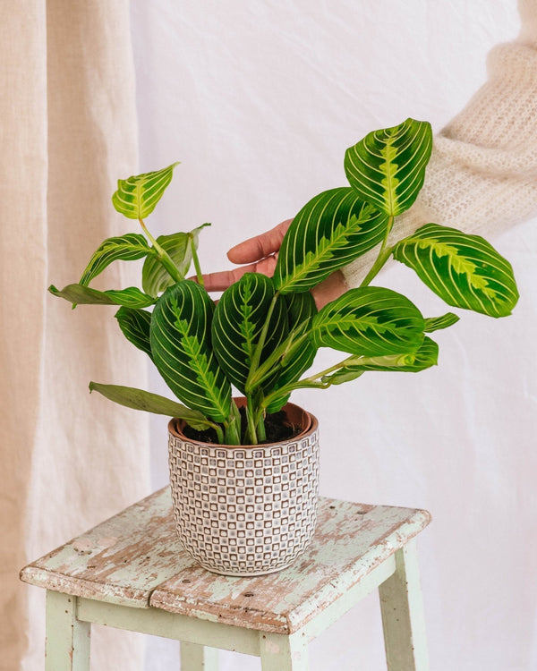 Entretien - Maranta Lemon Lime: Guide pratique - La Green Touch