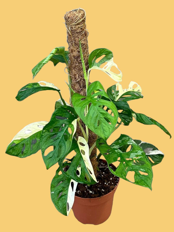 Entretien - Monstera Adansonii Variegata: Guide pratique - La Green Touch