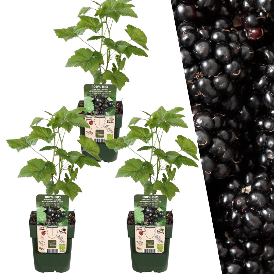 Entretien - Mûrier Sans Épines (Rubus fruticosus) : Guide pratique - La Green Touch