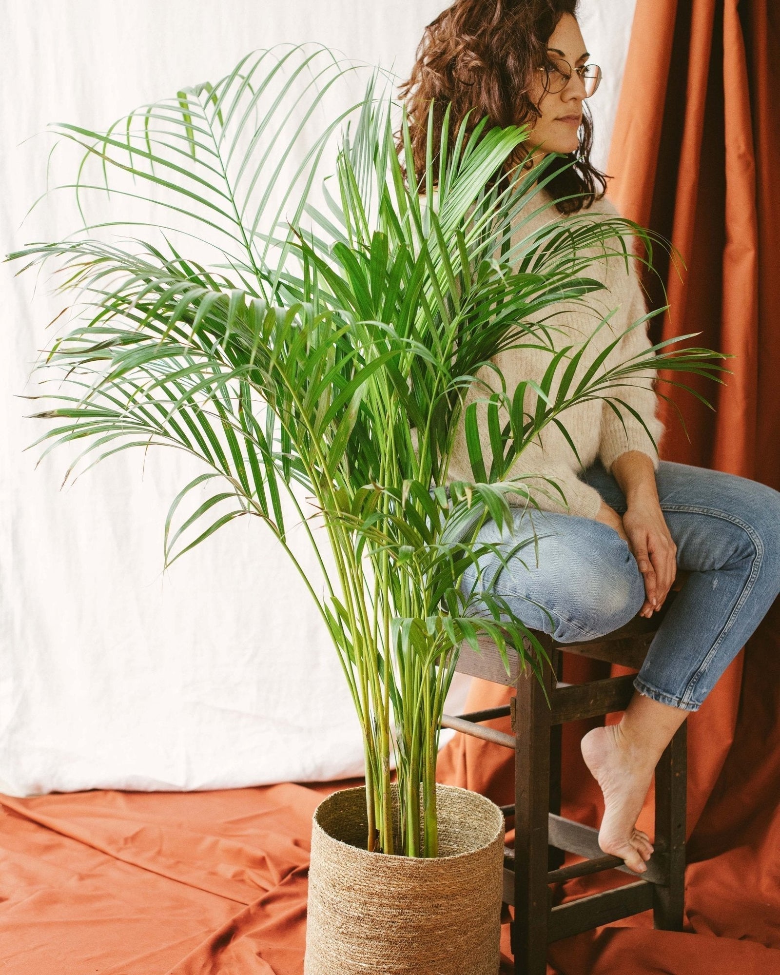 Entretien - Palmier Areca: Guide pratique - La Green Touch