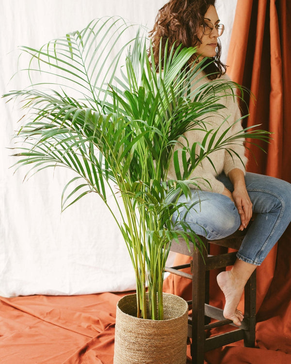Entretien - Palmier Areca: Guide pratique - La Green Touch