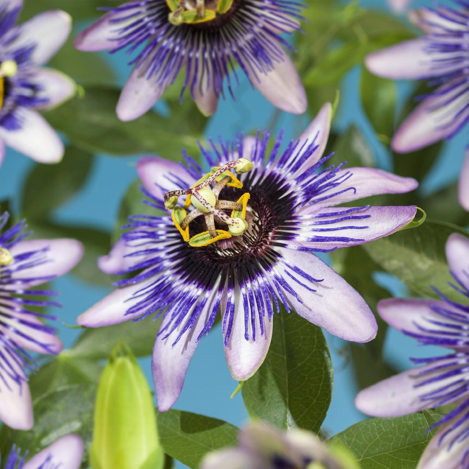 Entretien - Passiflore (Passiflora x hybrida) : Guide pratique - La Green Touch