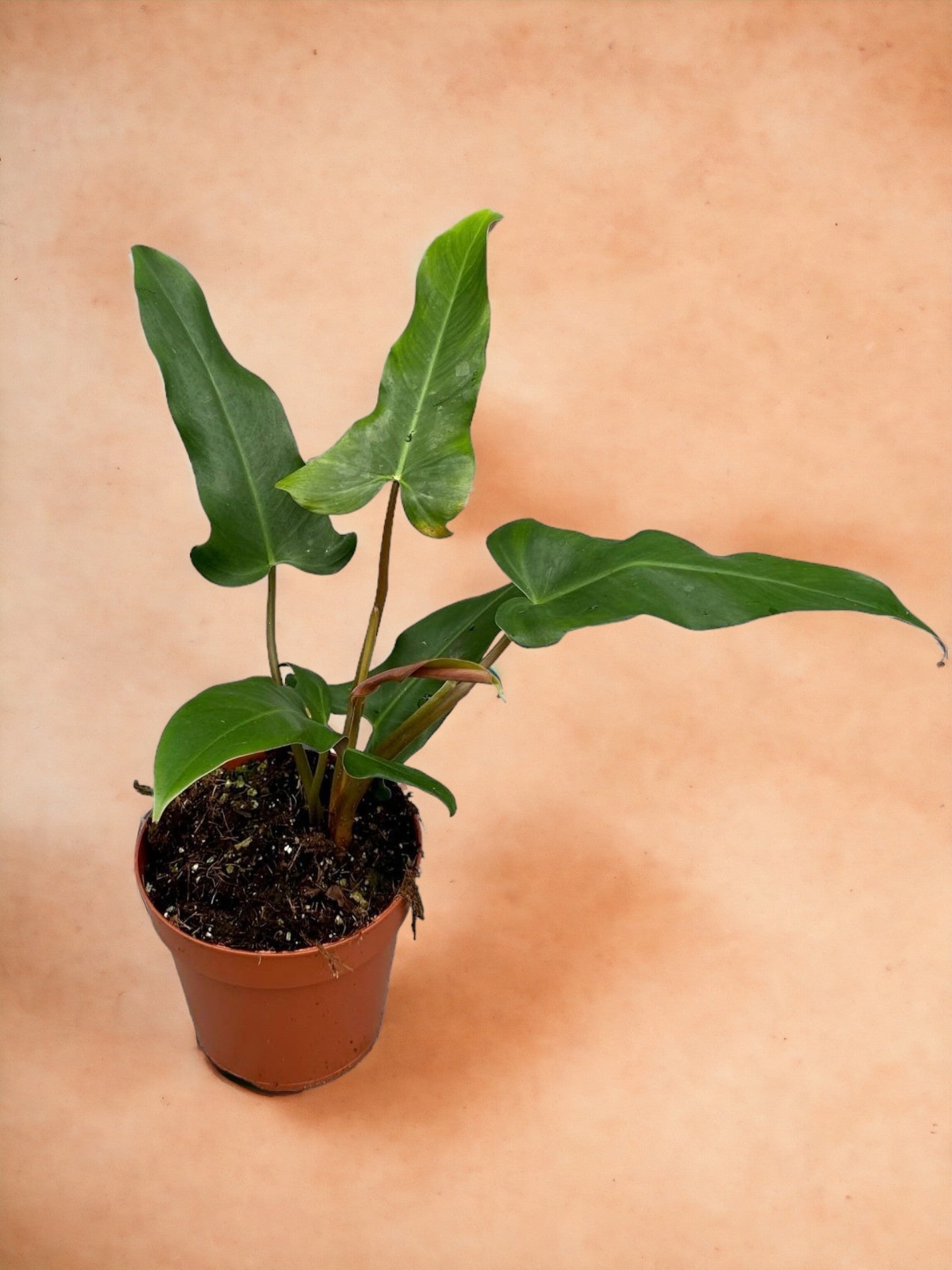 Entretien - Philodendron Mexicanum: Guide pratique - La Green Touch