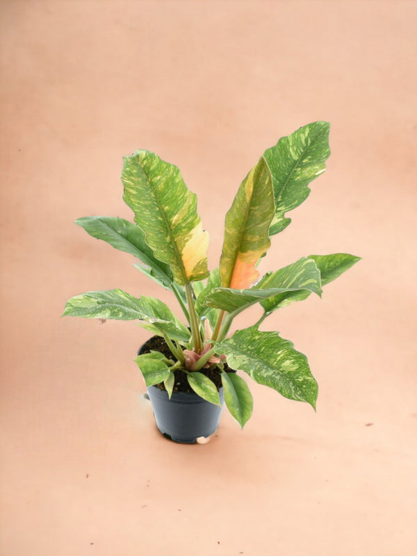 Entretien - Philodendron Ring Of Fire: Guide pratique - La Green Touch