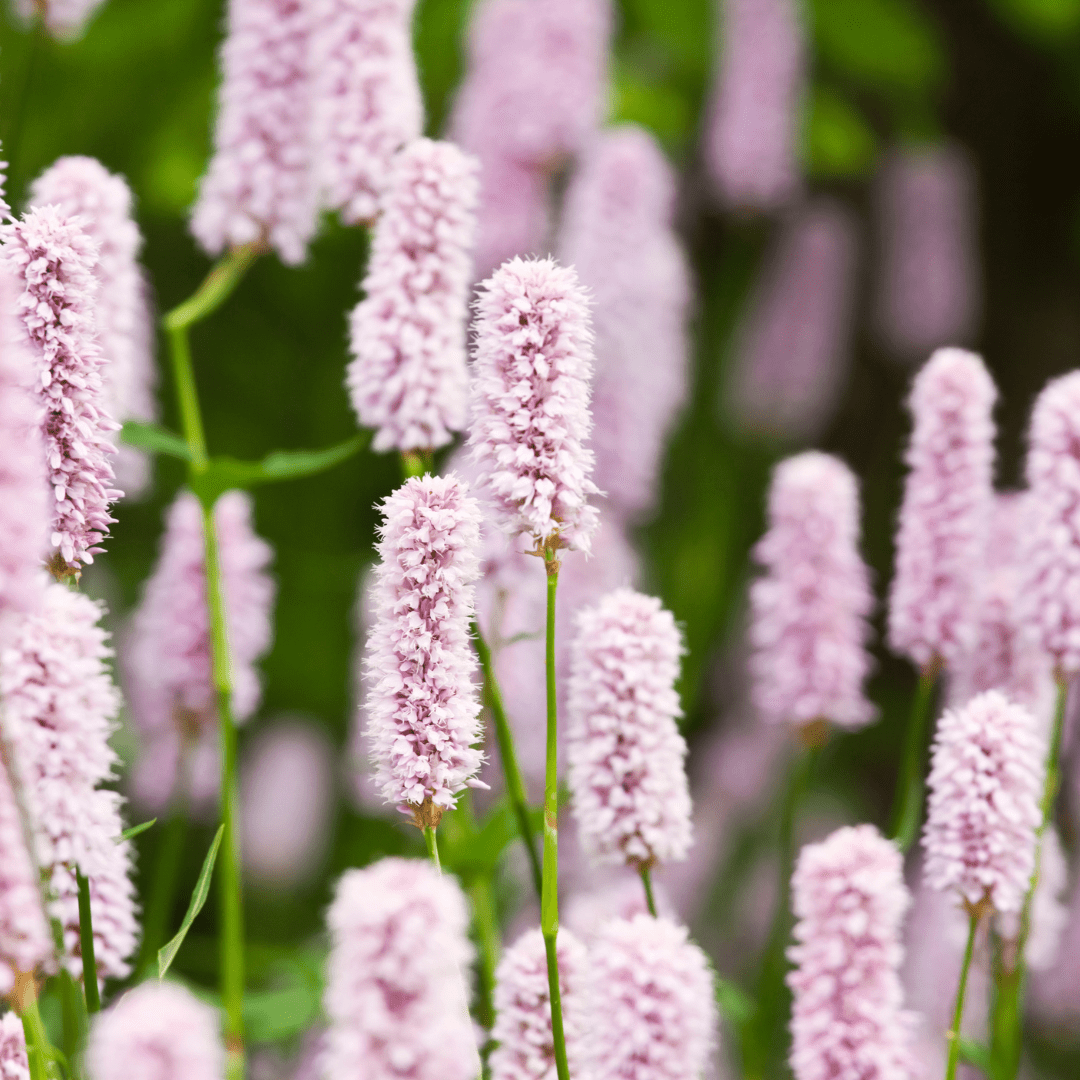 Entretien - Renouée Rouge (Persicaria amplexicaulis) : Guide pratique - La Green Touch