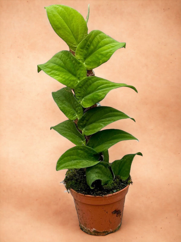 Entretien - Rhaphidophora Korthalsii: Guide pratique - La Green Touch