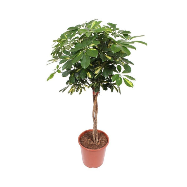 Entretien - Schefflera Capella: Guide pratique - La Green Touch
