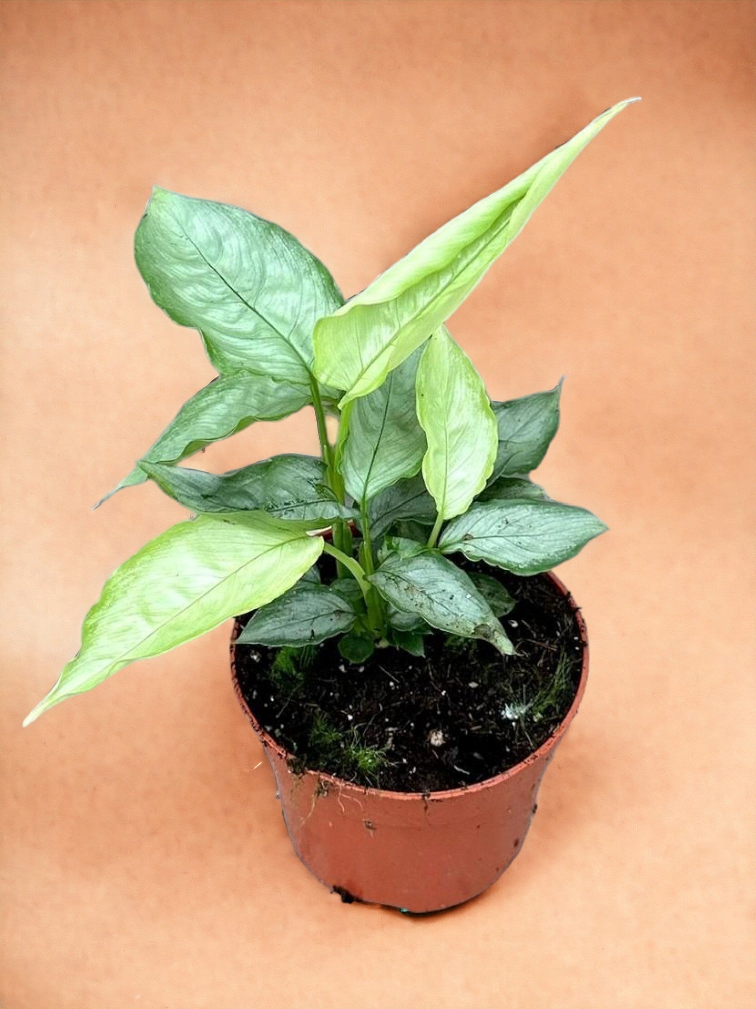 Entretien - Schismatoglottis Silver Form: Guide pratique - La Green Touch