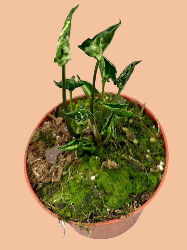 Entretien - Syngonium Godzilla: Guide pratique - La Green Touch