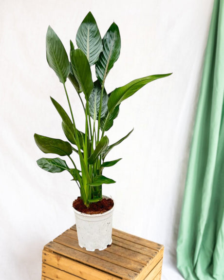 Fiche d'entretien du Strelitzia Reginae : tous nos conseils - La Green Touch