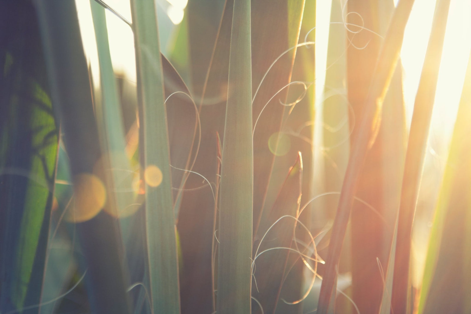 Guide d'Entretien du Yucca d'Intérieur : Gardez Votre Plante Florissante - La Green Touch