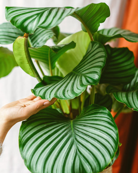 Les symboles des plantes - La Green Touch