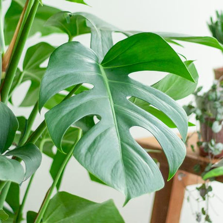 Top 5 des plantes qui apportent de la fraîcheur à votre intérieur - La Green Touch