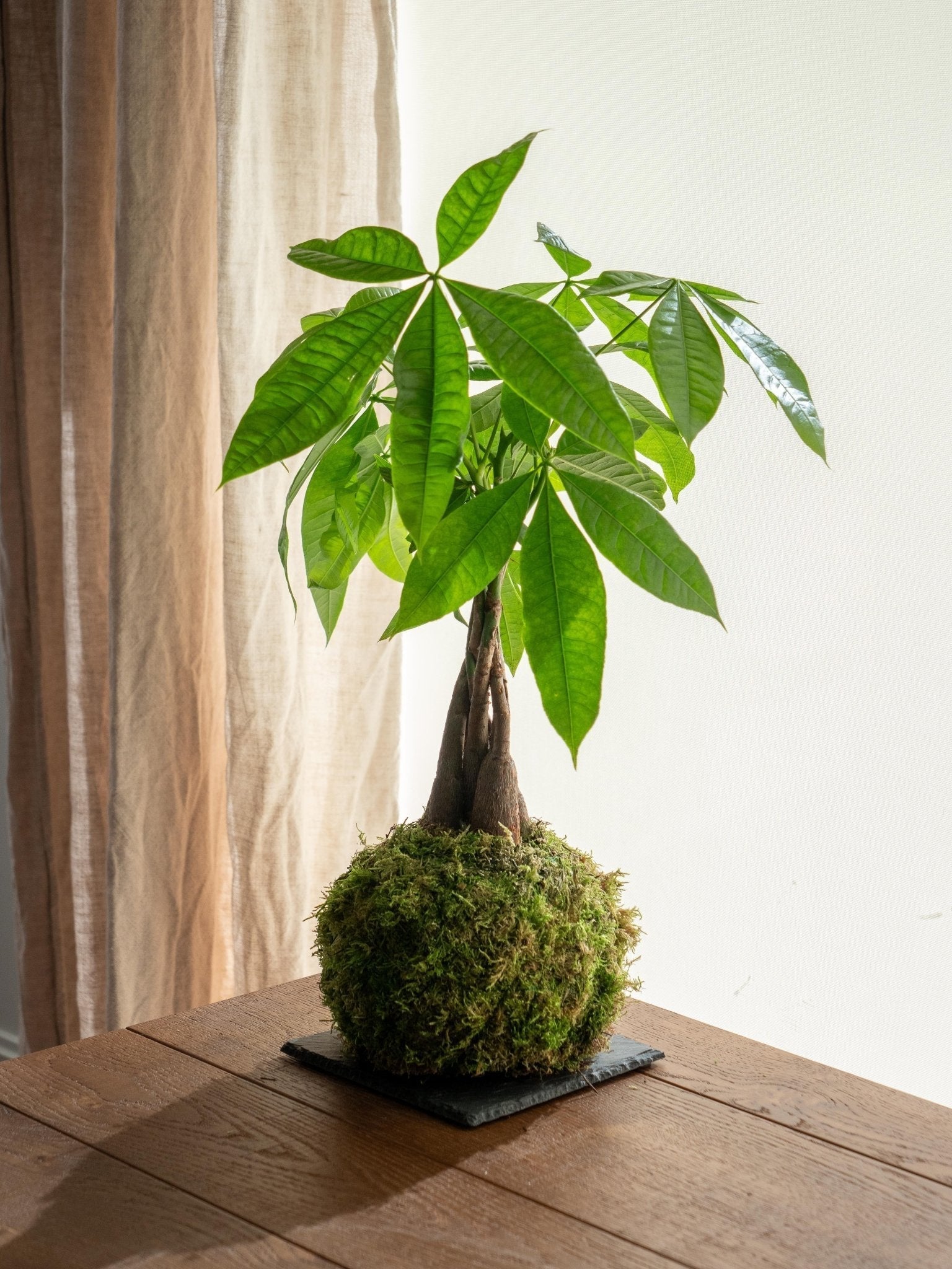 Tout savoir sur l'origine du kokedama - La Green Touch