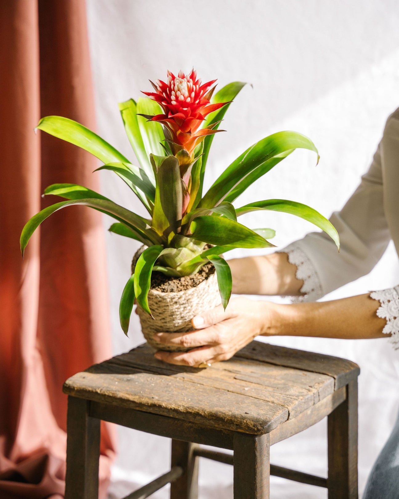 Bromelia Tillandsia - La Green Touch