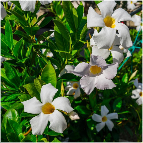 Dipladenia