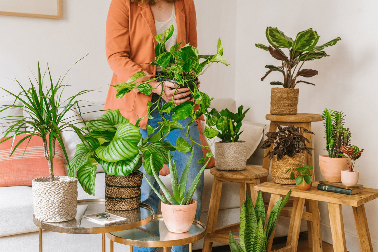 LA GREEN BOX - Abonnement de plantes - La Green Touch