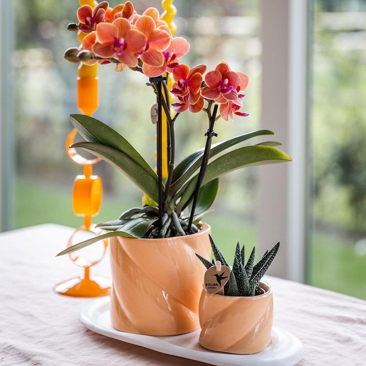 Orchidée avec pot inclus, prête à poser et offrir - La Green Touch