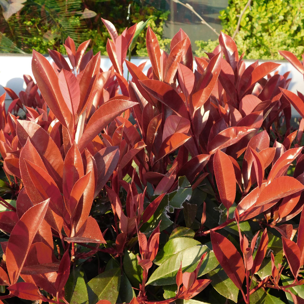 Photinia plante extérieur - La Green Touch