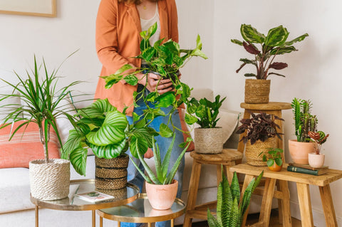 Plantes d'intérieur
