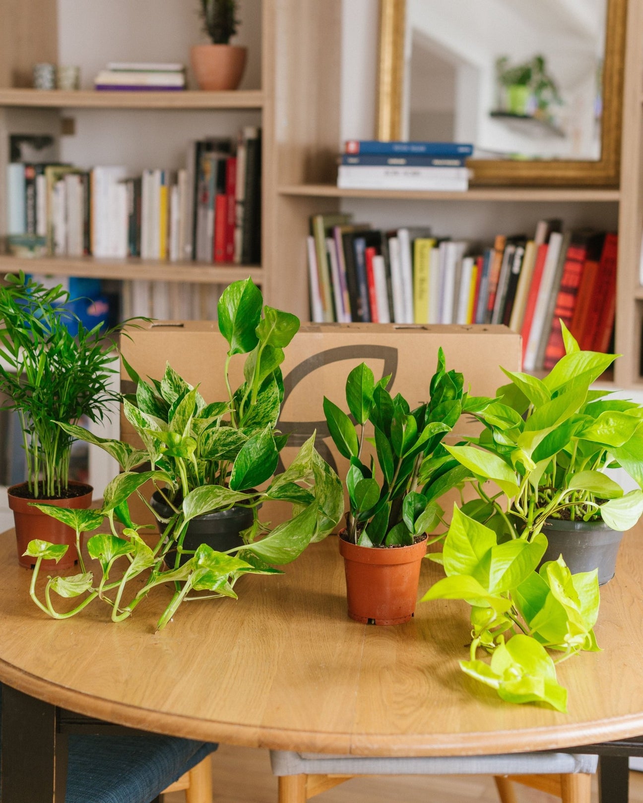 Plantes d'intérieur en promotion - La Green Touch
