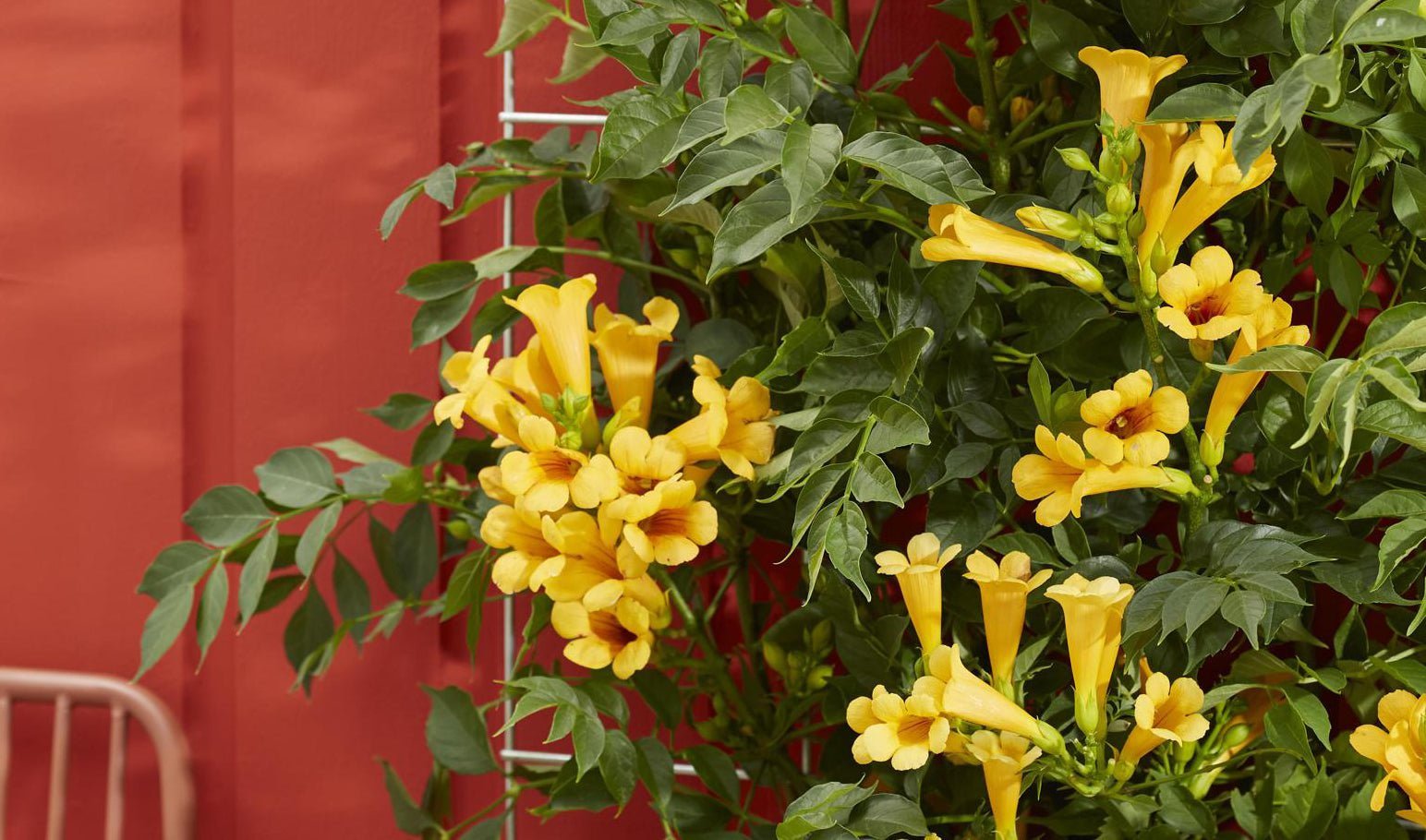 Plantes grimpantes - extérieur - La Green Touch