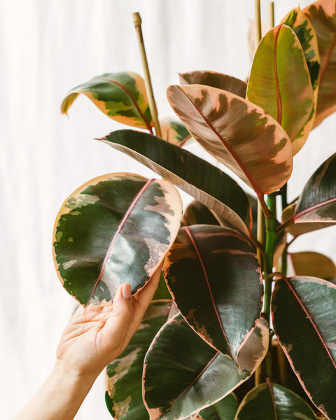 Nos plantes tendances de la rentrée