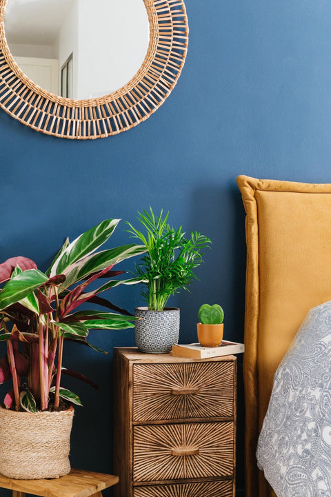 Plantes pour ma chambre