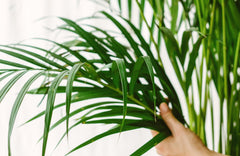 Quelle plante pour ma salle de bain ? - La Green Touch