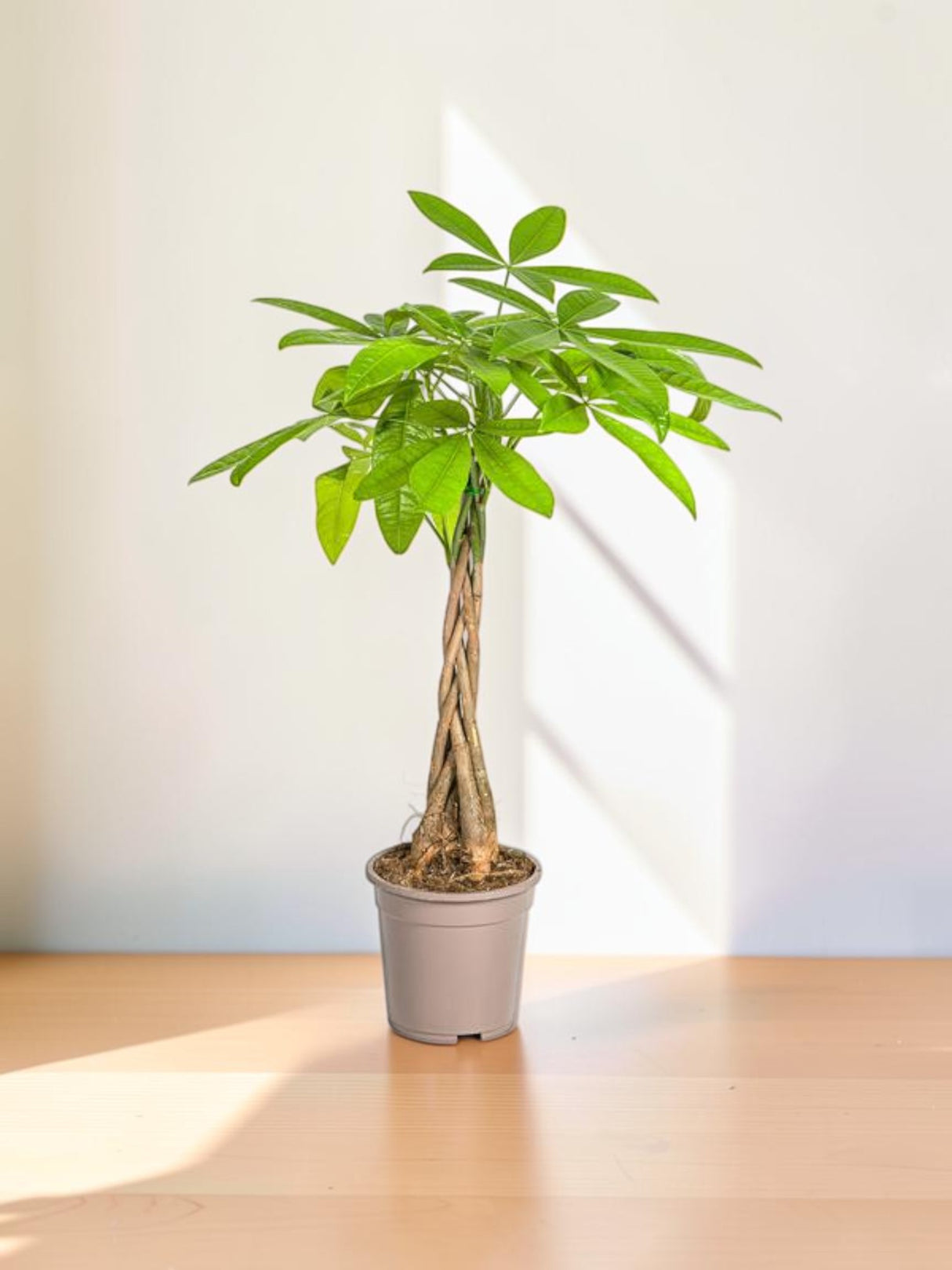 Pachira Aquatica Ø19cm - ↕80 cm