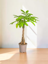 Pachira Aquatica Ø19cm - ↕80 cm