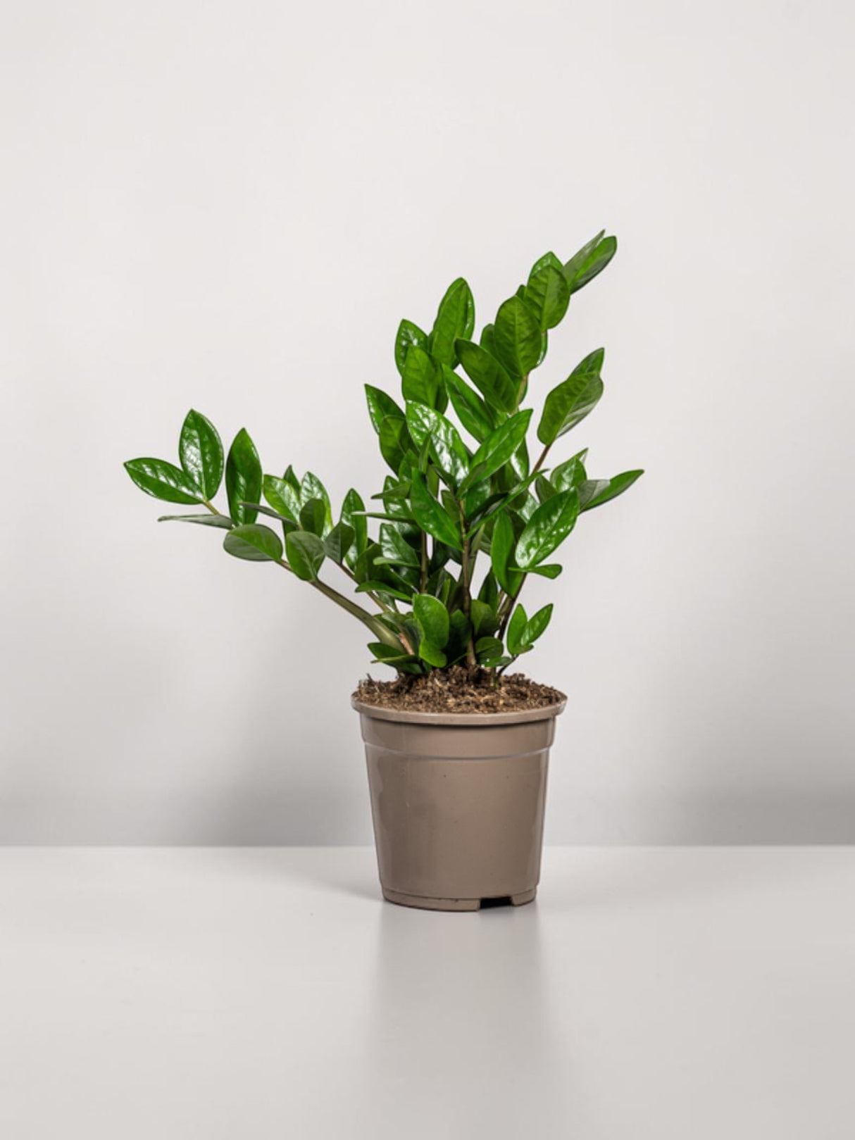 Zamioculcas Zamiifolia Ø17cm - ↕40-50cm
