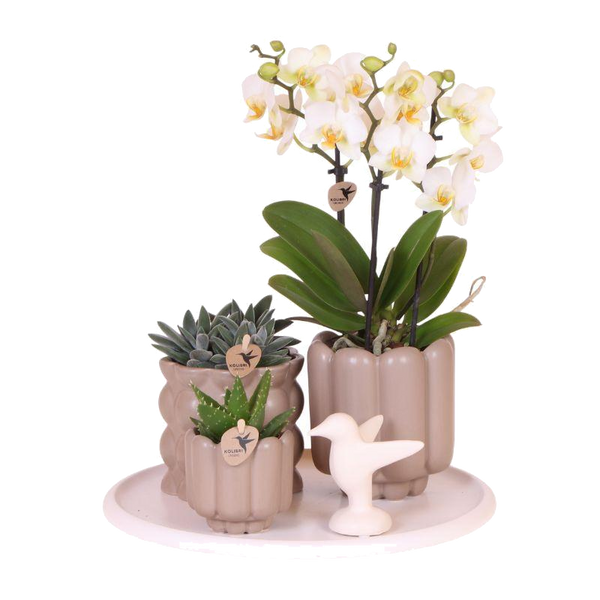 Coffret Slow Living - orchidée Lausanne blanche et 2 plantes vertes sur plateau - H 35 cm